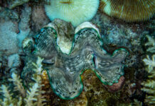 Удивительное партнерство природы в эволюции гигантских моллюсков e13b9b5a-8ab2-4f47-846f-acf69d5a76a0-67ec323b