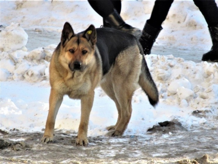 Бастрыкин взял на контроль отлов агрессивных бродячих собак в Туринске