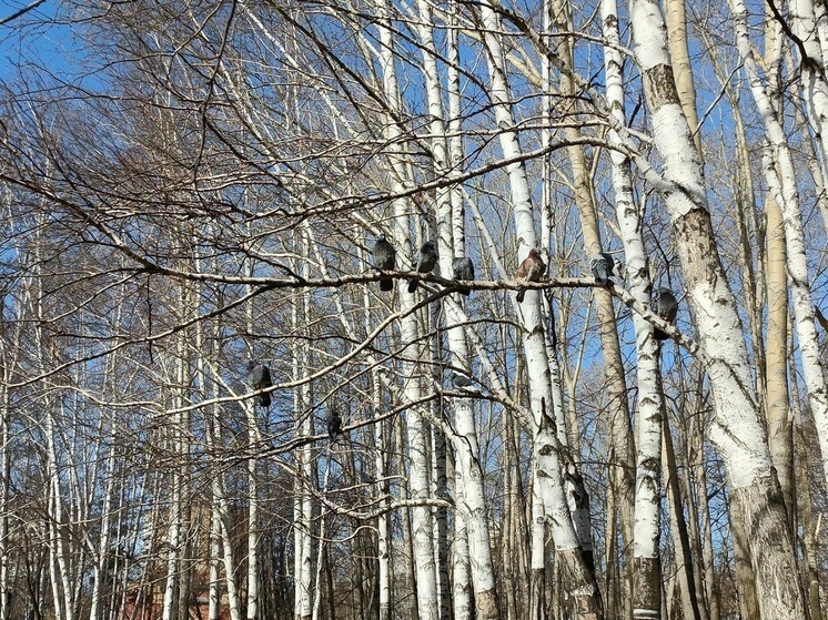 Синоптики пообещали свердловчанам оттепель до нуля градусов