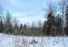 Справедливость восторжествовала в деле о незаконной вырубке леса в Слободо-Туринском районе 6e4dc5e7-970b-41dd-a22e-66837252fe88-67f235b6