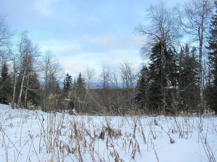 В Слободо-Туринском районе экс-лесник незаконно вырубал лес