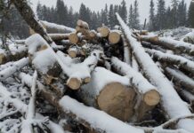 Активные горожане добились защиты березовой рощи в Екатеринбурге 9646f4b7-988c-4320-b273-08e64d52a455-6800d455