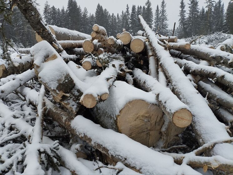 Екатеринбуржцы пожаловались Бастрыкину на вырубку в березовой роще