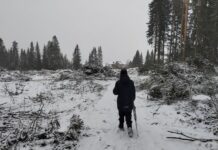 Жители Екатеринбурга объединились ради сохранения березовой рощи aad9bb78-ced1-4405-a43c-5e061ba1426c-67fe4c2b