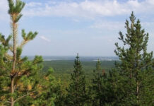 Екатеринбург превращается в зеленый оазис fe558bda-d778-401c-a78d-27760f29593d-68084f61