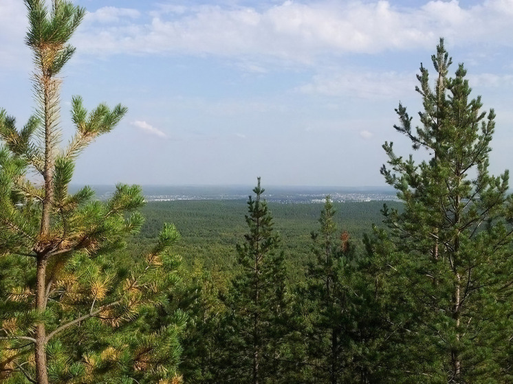 В Екатеринбурге высадили более 50 000 хвойных деревьев