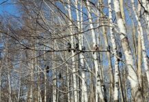 neozhidannoe teplo poradovalo zhitelej severa sverdlovskoj oblasti-stanural-ru-174065332800-0