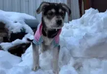 Справедливость восторжествовала: семья девочки получит компенсацию после инцидента с собакой spravedlivost vostorzhestvovala semya devochki poluchit kompensacziyu posle inczidenta s sobakoj-stanural-ru-174074672600-0