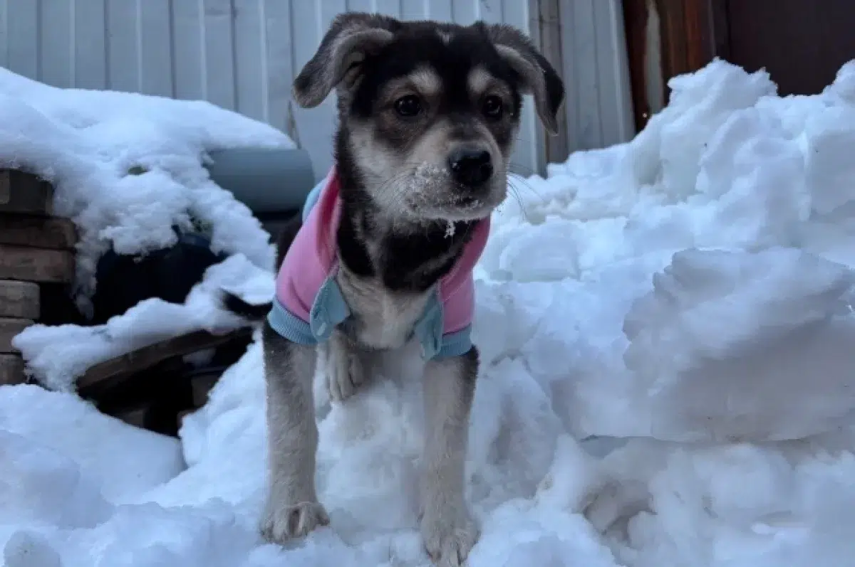 Справедливость восторжествовала: семья девочки получит компенсацию после инцидента с собакой-0