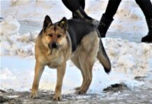 В Екатеринбурге организована проверка после инцидента с ротвейлером v ekaterinburge organizovana proverka posle inczidenta s rotvejlerom-stanural-ru-174062847400-0