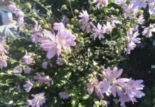 50 тонн товаров для сада и активного отдыха прибыли на Урал 50 tonn tovarov dlya sada i aktivnogo otdyha pribyli na ural-stanural-ru-174167590900-0