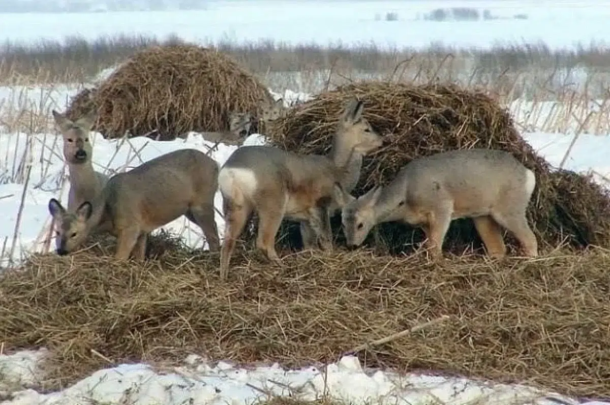 775 электронных охотничьих билетов оформлено через Госуслуги в Свердловской области-0