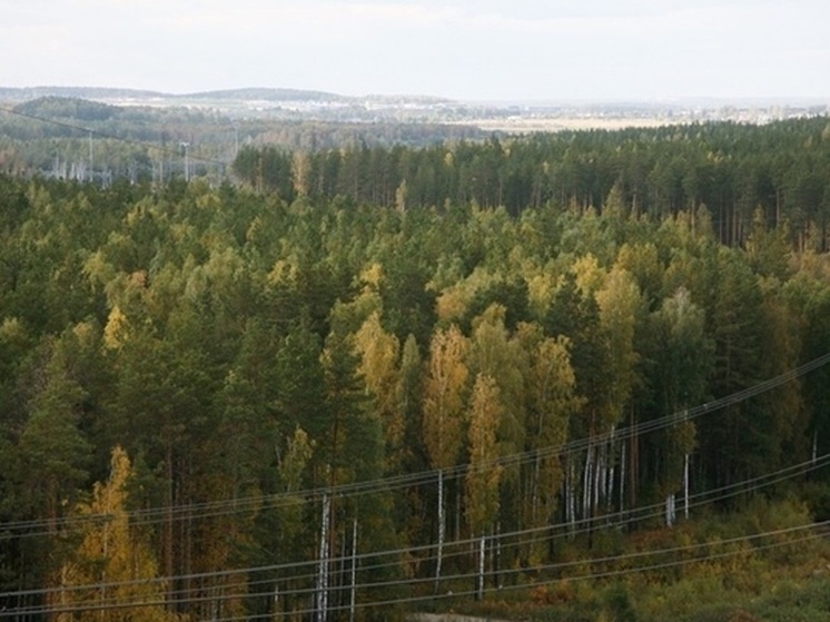 Браконьеры расстреляли двух лосей в лесу под Сысертью