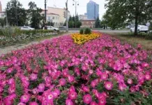 ekaterinburg rasczvetet 55 gektarov novyh czvetnikov v parkah uralmash i preobrazhenskij-stanural-ru-174237802400-0