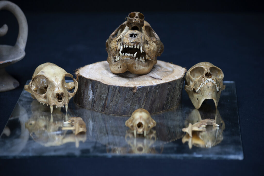 окаменелости древних людей