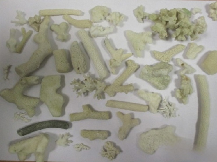 Жительница Кургана привезла из ОАЭ кораллы, находящиеся под угрозой исчезновения