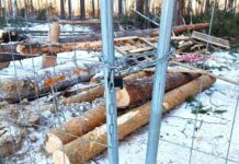 Спасение Березовой рощи в Екатеринбурге стало возможным благодаря компромиссу spasenie berezovoj roshhi v ekaterinburge stalo vozmozhnym blagodarya kompromissu-stanural-ru-174244106900-0