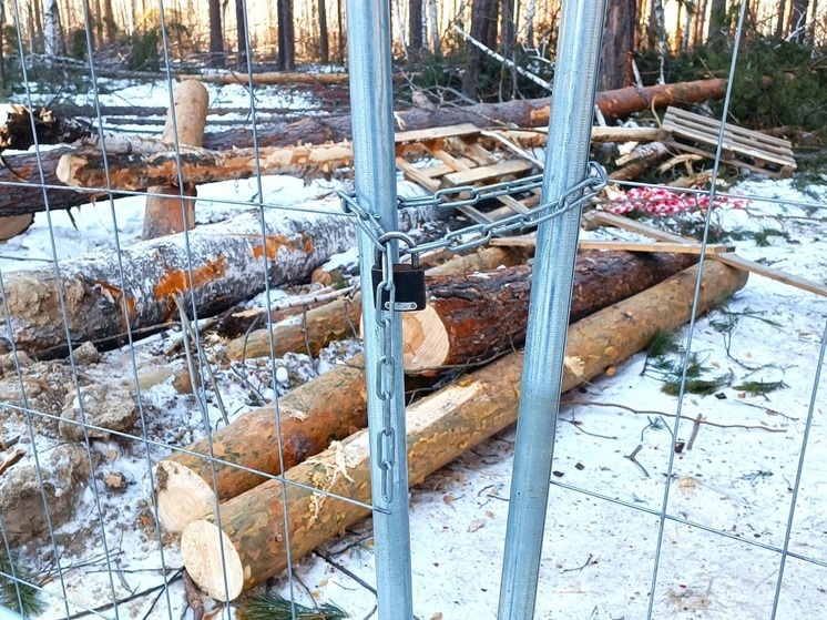 Достигнуто соглашение о сохранении рощи в микрорайоне Краснолесье