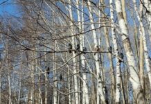 Свердловская область укрепляет защиту лесов при поддержке Алексея Шмыкова и Евгения Куйвашева sverdlovskaya oblast ukreplyaet zashhitu lesov pri podderzhke alekseya shmykova i evgeniya kujvasheva-stanural-ru-174194411000-0