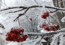 Свердловскую область ждут снежные дни и зимнее настроение sverdlovskuyu oblast zhdut snezhnye dni i zimnee nastroenie-stanural-ru-174099385600-0