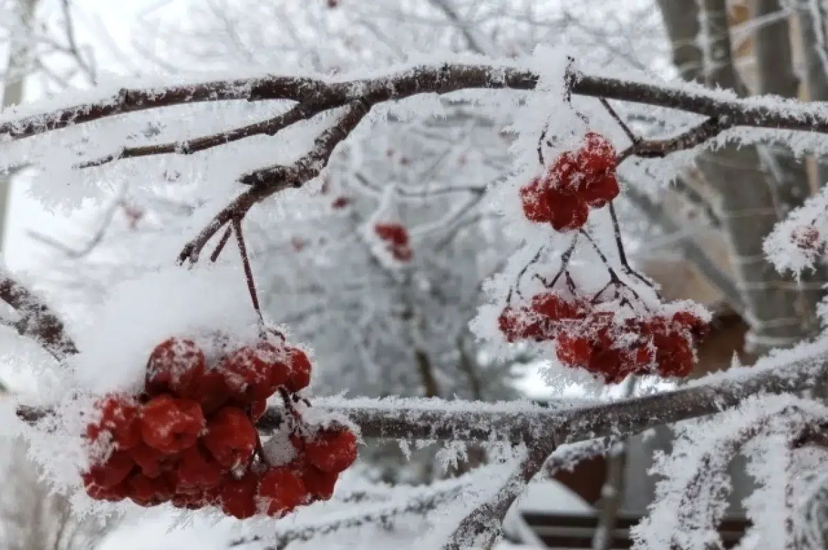 Свердловскую область ждут снежные дни и зимнее настроение-0