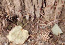 v sverdlovskoj oblasti startovala massovaya vakczinacziya detej ot kleshhevogo enczefalita-stanural-ru-174247976300-0