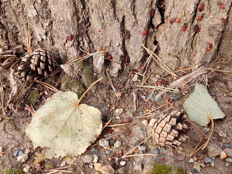 Для свердловских детей привезли 100 тысяч доз вакцины против энцефалита