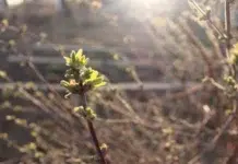 Весеннее тепло приходит в Свердловскую область с воздушными потоками от Финского залива vesennee teplo prihodit v sverdlovskuyu oblast s vozdushnymi potokami ot finskogo zaliva-stanural-ru-174271838100-0