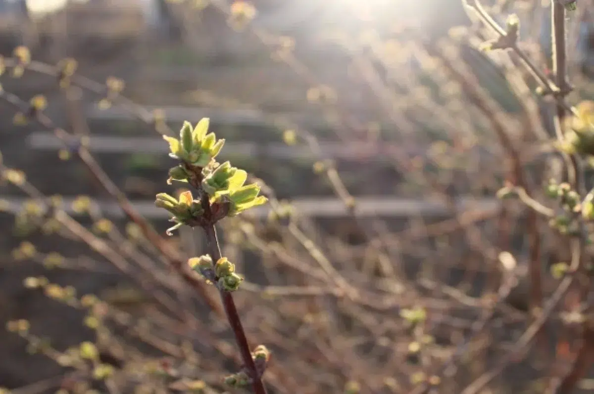 Весеннее тепло приходит в Свердловскую область с воздушными потоками от Финского залива-0