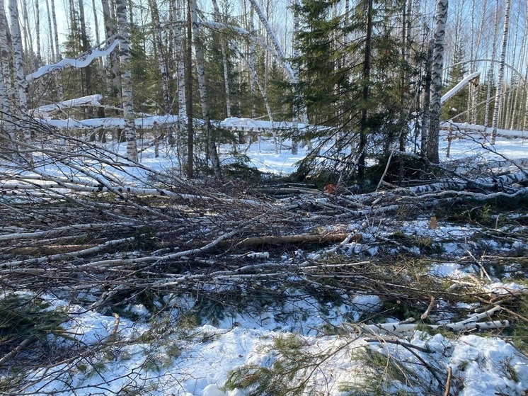 Упавшее дерево насмерть придавило мужчину в лесу Свердловской области