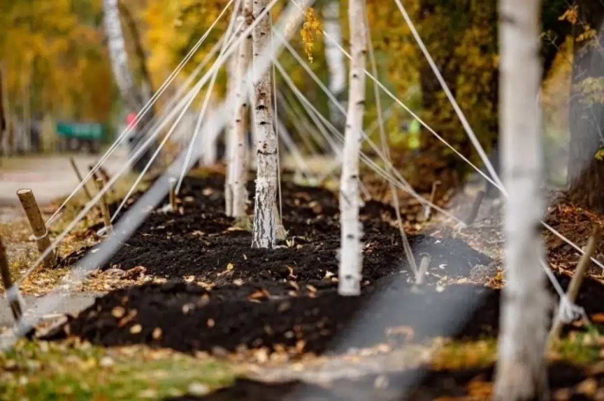 Школьники Екатеринбурга создадут «Древо памяти» с эко-заводом к юбилею Победы-0