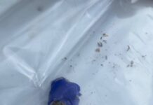 Сотрудники УМВД Курганской области пресекли распространение метилового эфира sotrudniki umvd kurganskoj oblasti presekli rasprostranenie metilovogo efira-stanural-ru-174386622100-0