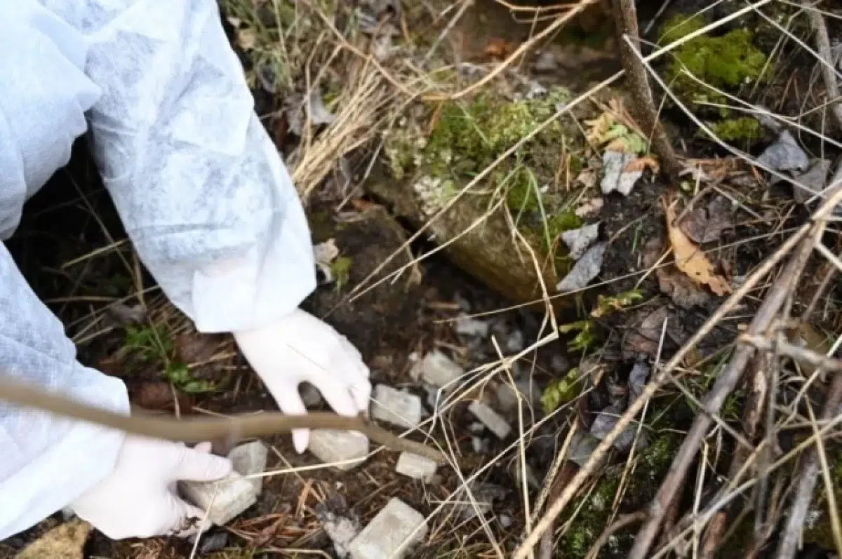 Свердловская область и Евгений Трушкин запускают масштабную вакцинацию лесов от бешенства-0