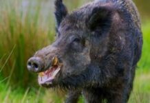 Свердловская область усиливает защиту от Африканской чумы свиней и Гриппа птиц sverdlovskaya oblast usilivaet zashhitu ot afrikanskoj chumy svinej i grippa pticz-stanural-ru-174447388200-0