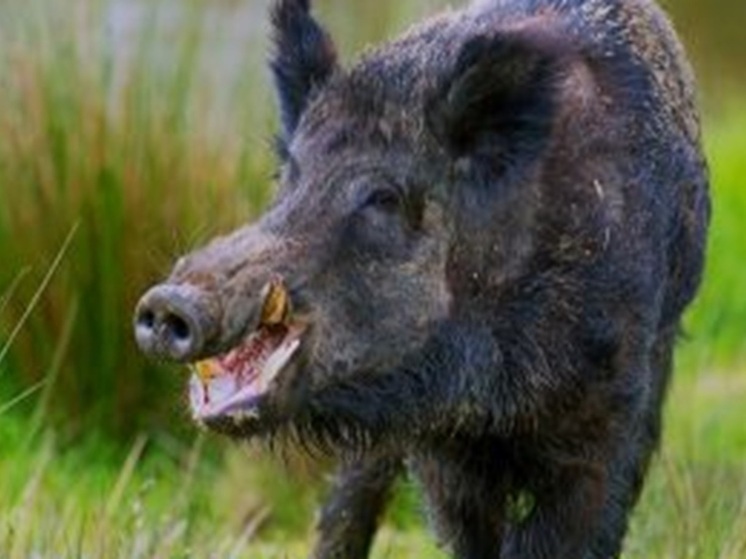 Трупы кабанов и диких птиц будут искать на Среднем Урале из-за страшных болезней