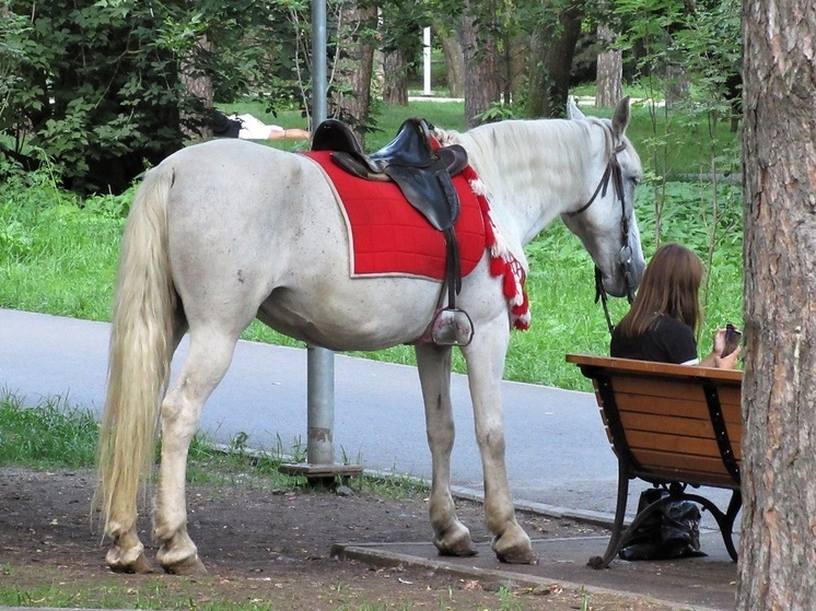 714 тысяч рублей заплатит хозяйка лошади за ДТП в Сысерти