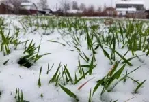 svezhij cziklon podarit sverdlovskoj oblasti snezhnye dni po prognozu uralgidrometczentra-stanural-ru-174358574000-0