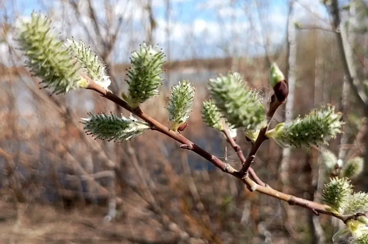 Свежий ветер и весенние осадки украсят Екатеринбург по прогнозу Уралгидрометцентра-0