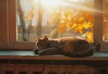 В Нижнем Тагиле спасают 100 кошек и их хозяйку в опасности хвостатого рая v nizhnem tagile spasayut 100 koshek i ih hozyajku v opasnosti hvostatogo raya-stanural-ru-174581574300-0