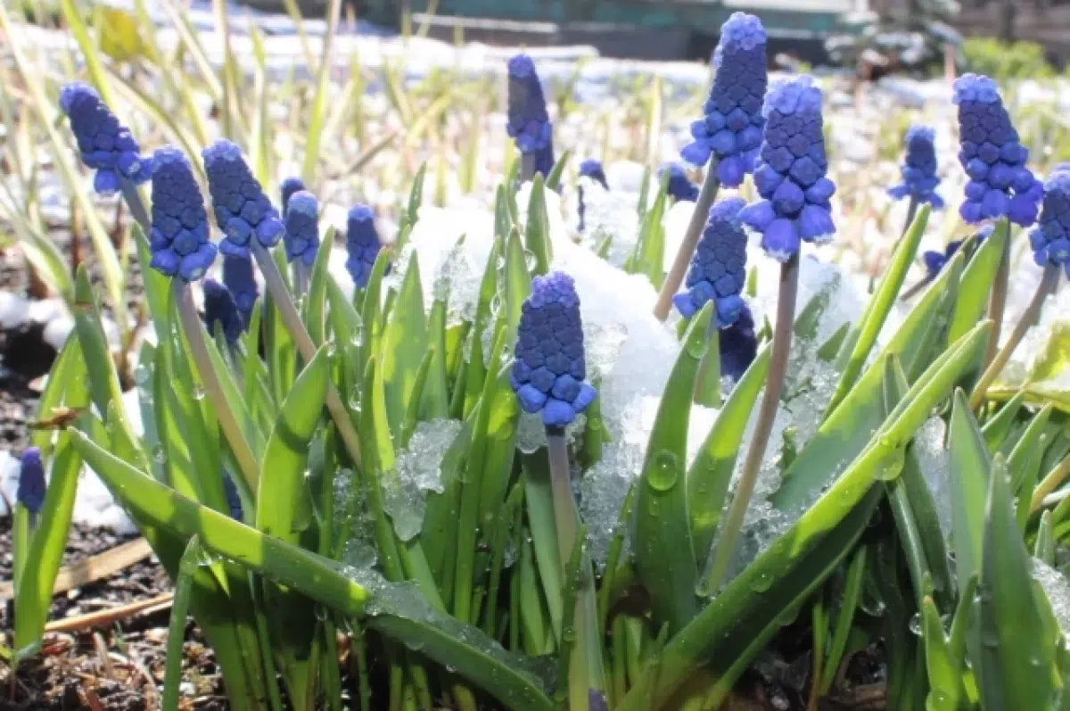 Весенняя погода Урала - ветер и осадки сменятся теплом по данным Уралгидрометцентра-0