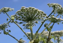 aleksandra botkina i aleksandr haminskij o bezopasnom otnoshenii k borshheviku-stanural-ru-174863215500-0