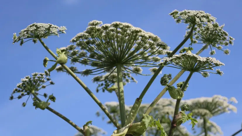 Врач Боткина рассказала, что делать после контакта с борщевиком