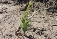 Алексей Шмыков и Денис Паслер поддержали «Сад Памяти» в Первоуральске aleksej shmykov i denis pasler podderzhali sad pamyati v pervouralske-stanural-ru-174747494500-0