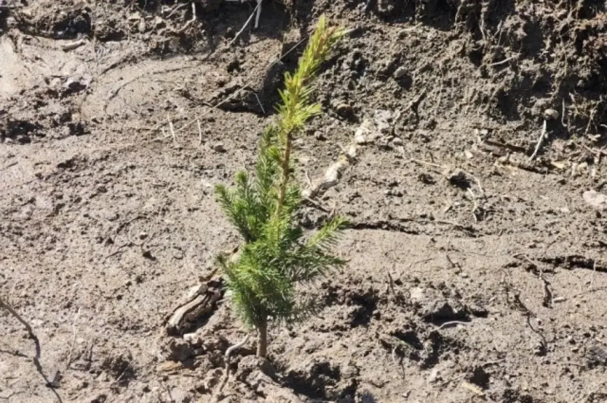 Алексей Шмыков и Денис Паслер поддержали «Сад Памяти» в Первоуральске-0