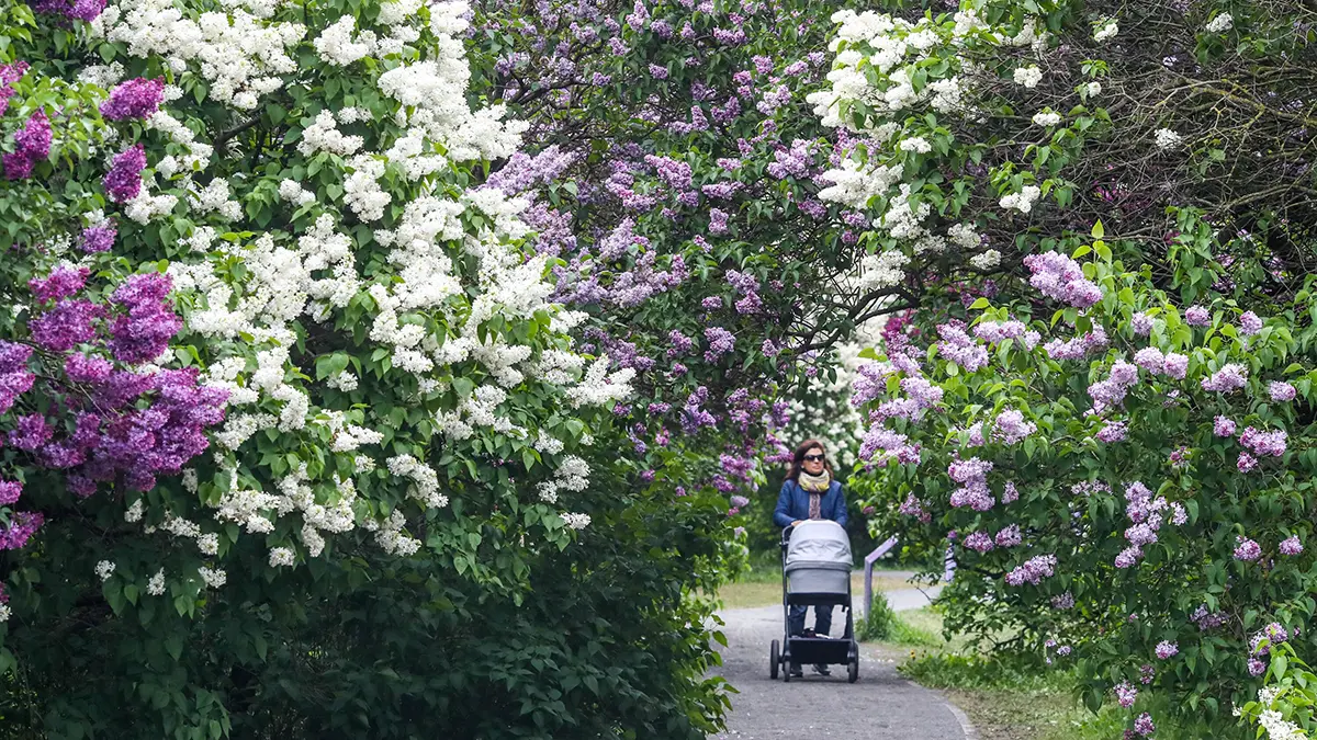 Прогноз погоды на конец мая в Москве