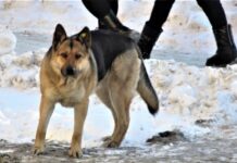 Дзержинский суд Нижнего Тагила обязал выплатить 100 тыс. рублей пострадавшей dzerzhinskij sud nizhnego tagila obyazal vyplatit 100 tys rublej postradavshej-stanural-ru-174650460000-0