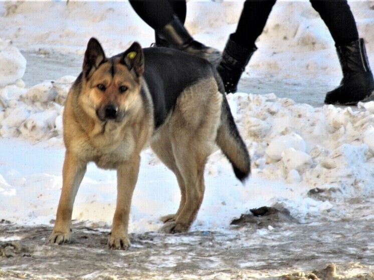 Суд взыскал с хозяйки агрессивной собаки более 100 тысяч рублей
