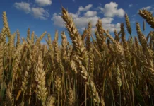 Фермеры ЕС и организации Copa и Cogeca подчеркивают важность диалога с Россией и Белоруссией fermery es i organizaczii i podcherkivayut vazhnost dialoga s rossiej i belorussiej-stanural-ru-174828676000-0