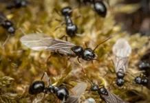 Хаолинь Цзэн и Университет Джорджии исследуют влияние 10% муравьев на законы колонии haolin czzen i universitet dzhordzhii issleduyut vliyanie 10 muravev na zakony kolonii-stanural-ru-174707883500-0