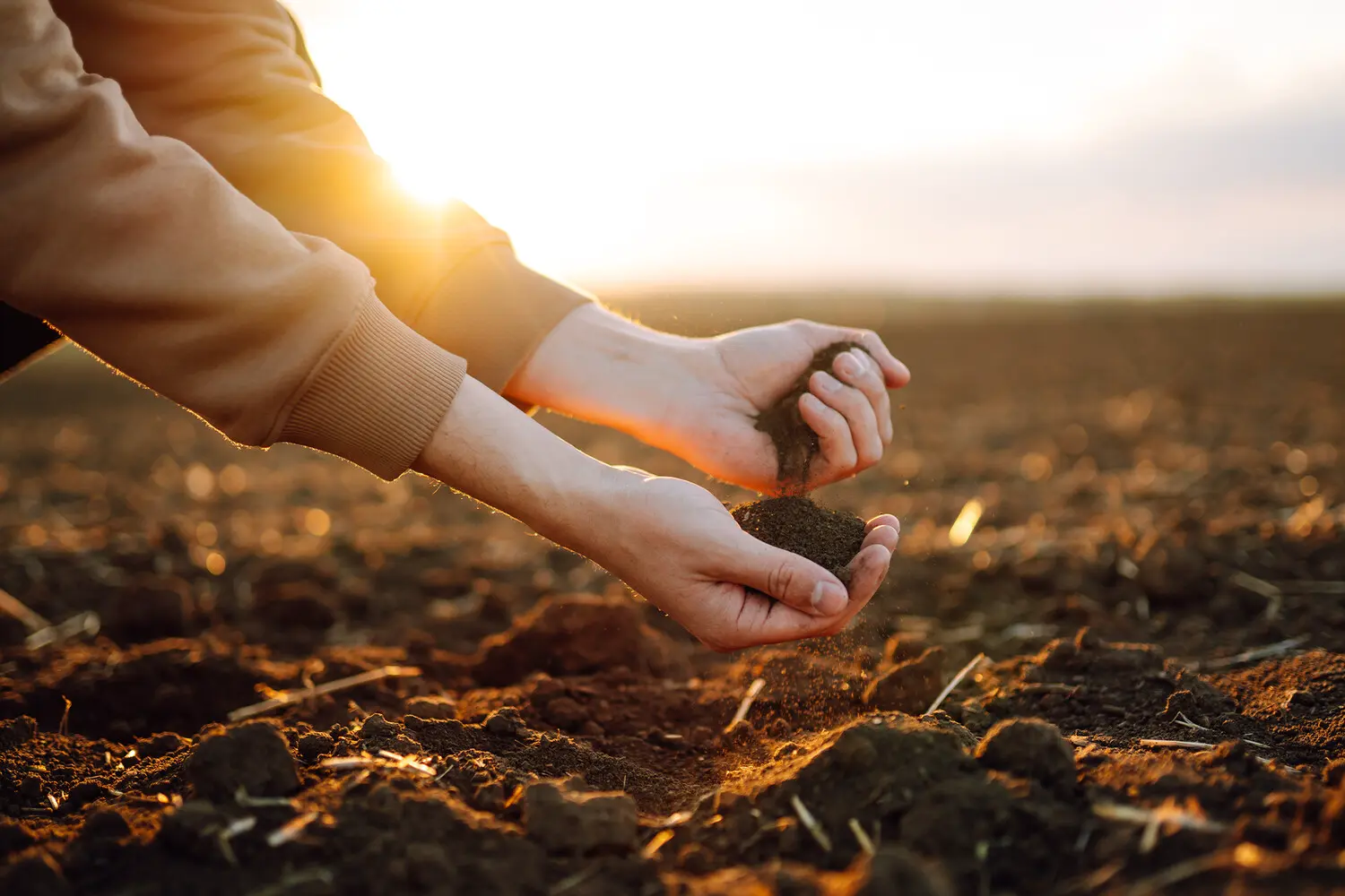Хироцун Ямада и Дзюн Васаки раскрывают секреты Hakea laurina и белка HalALMT1-0